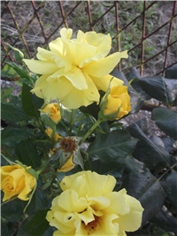 85a1f45d-Picture 014.jpg